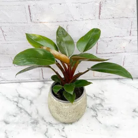 15 - 25cm Philodendron Rojo Congo House Plant 12cm Pot