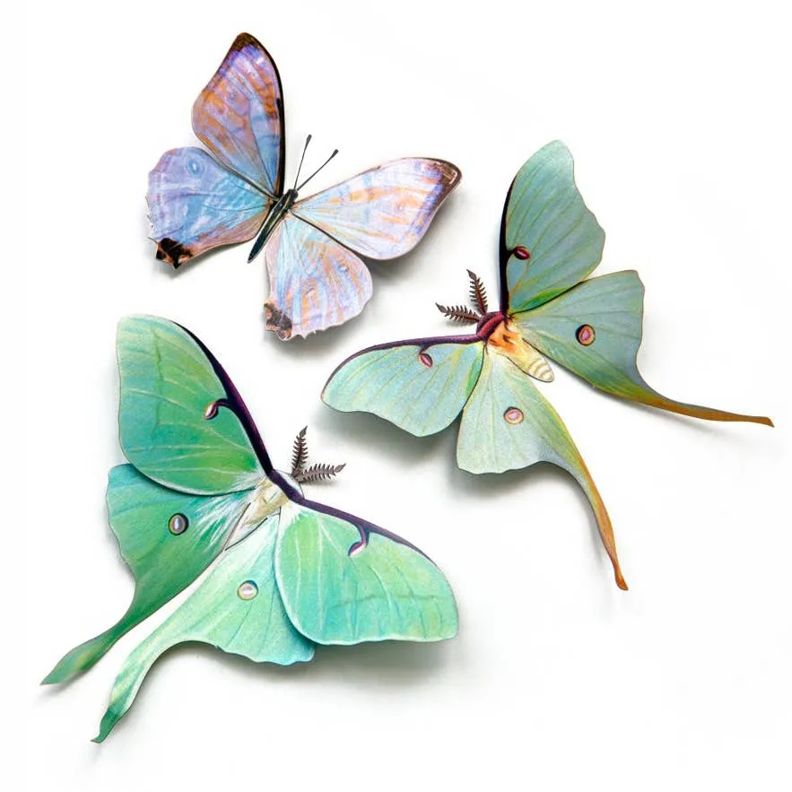 'Spring' Luna Moth Set